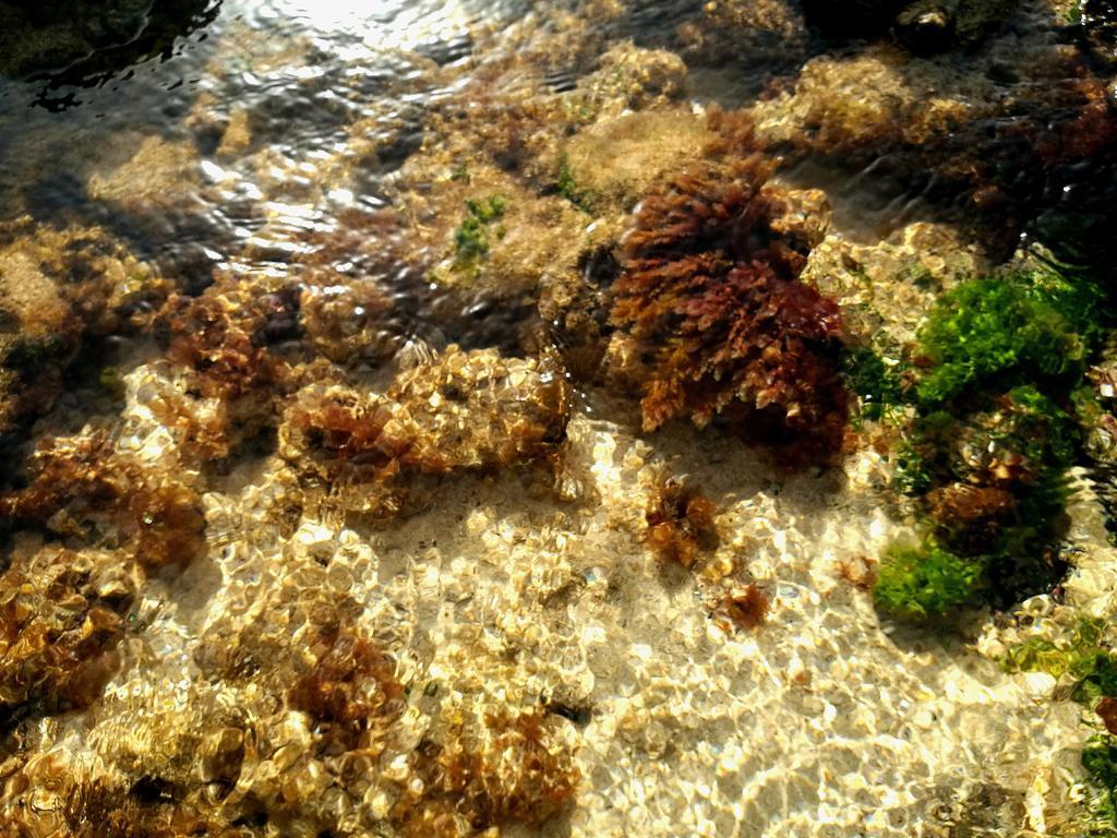 オルソラPerla Del Atlanticoアパートメント エクステリア 写真